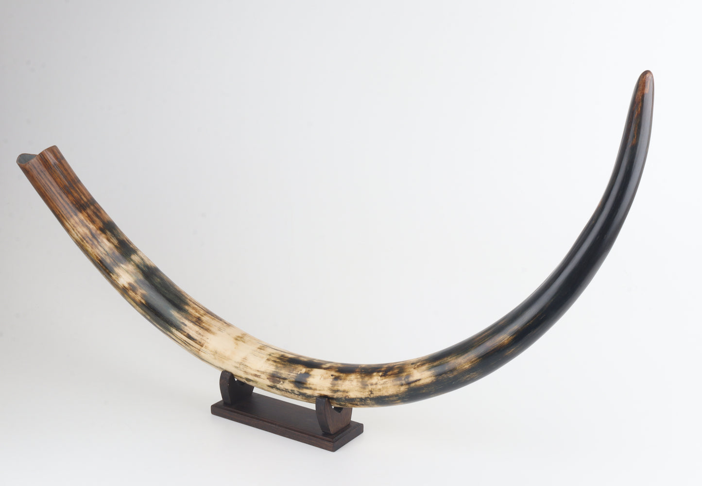 Restored woolly mammoth tusk