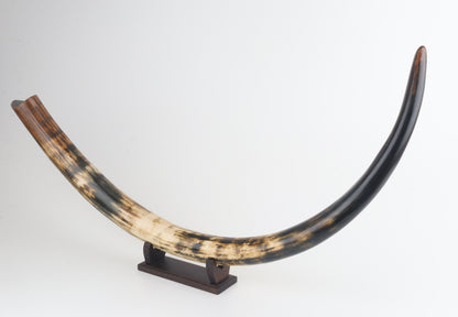Restored woolly mammoth tusk