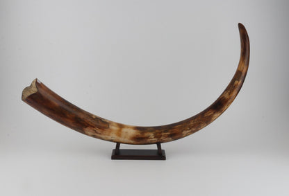 Restored woolly mammoth tusk
