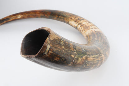 Natural woolly mammoth tusk