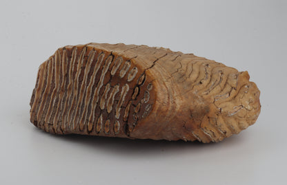 Natural woolly mammoth tooth