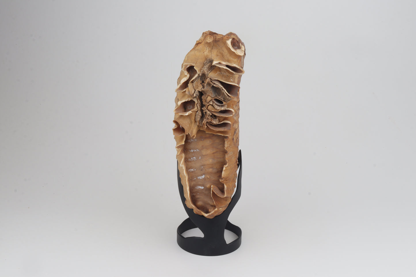 Natural woolly mammoth tooth