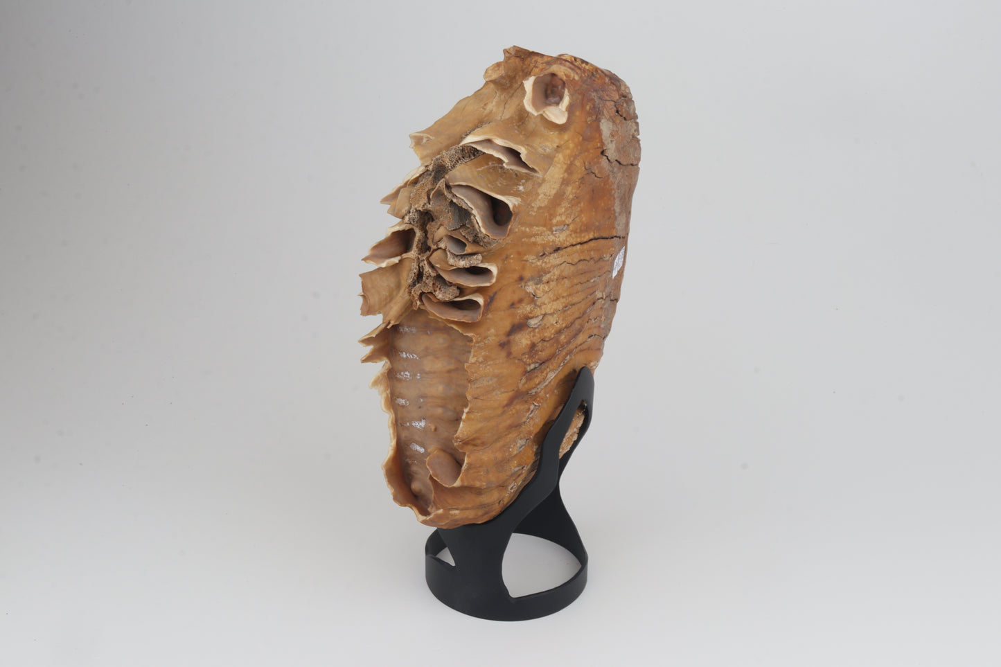 Natural woolly mammoth tooth