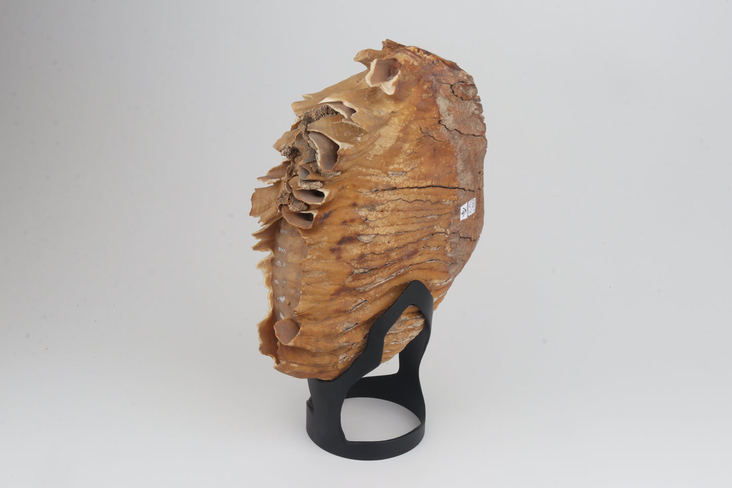 Natural woolly mammoth tooth