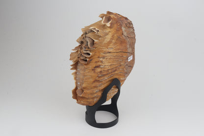 Natural woolly mammoth tooth