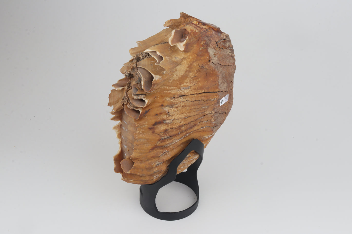 Natural woolly mammoth tooth