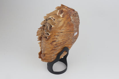 Natural woolly mammoth tooth