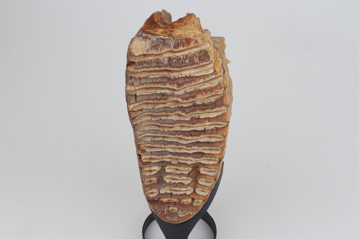 Natural woolly mammoth tooth