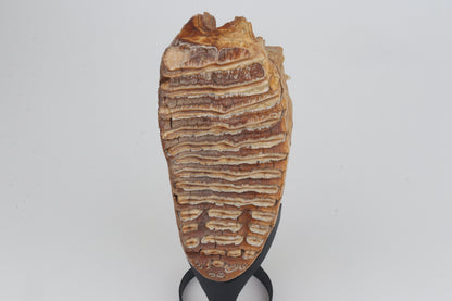 Natural woolly mammoth tooth