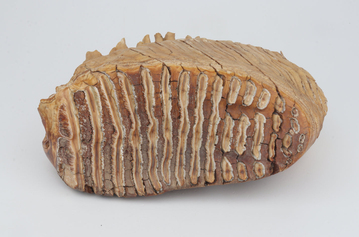 Natural woolly mammoth tooth