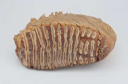 Natural woolly mammoth tooth