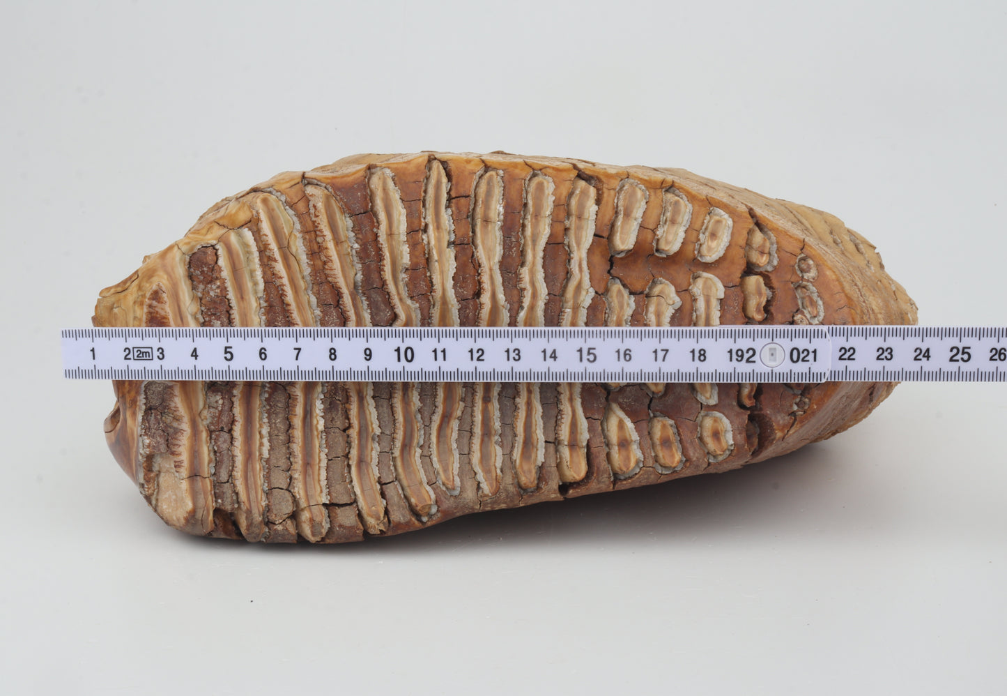 Natural woolly mammoth tooth