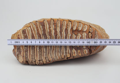 Natural woolly mammoth tooth