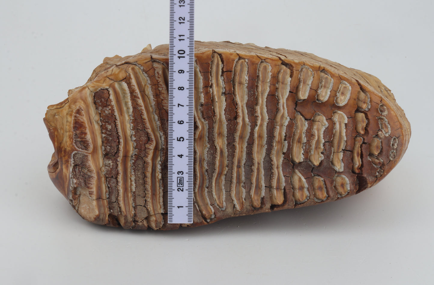 Natural woolly mammoth tooth