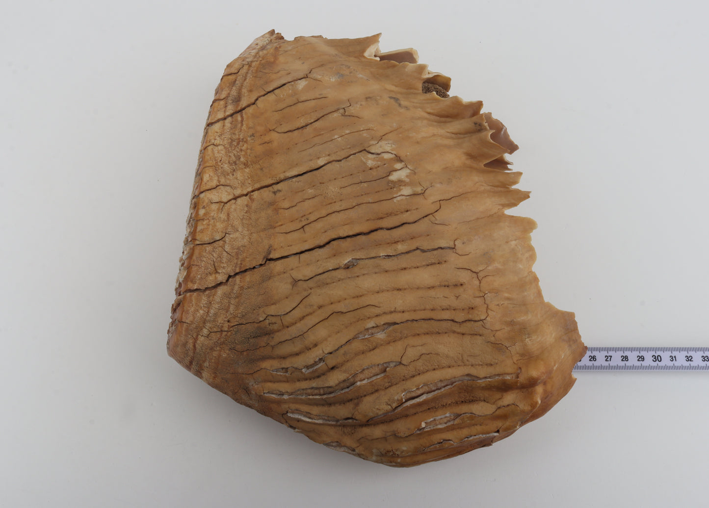 Natural woolly mammoth tooth