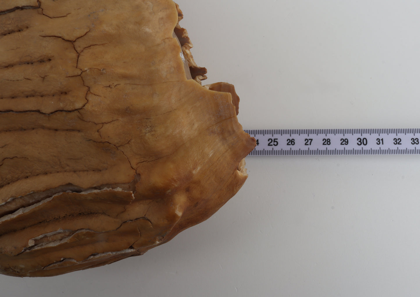 Natural woolly mammoth tooth