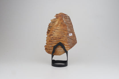 Natural woolly mammoth tooth