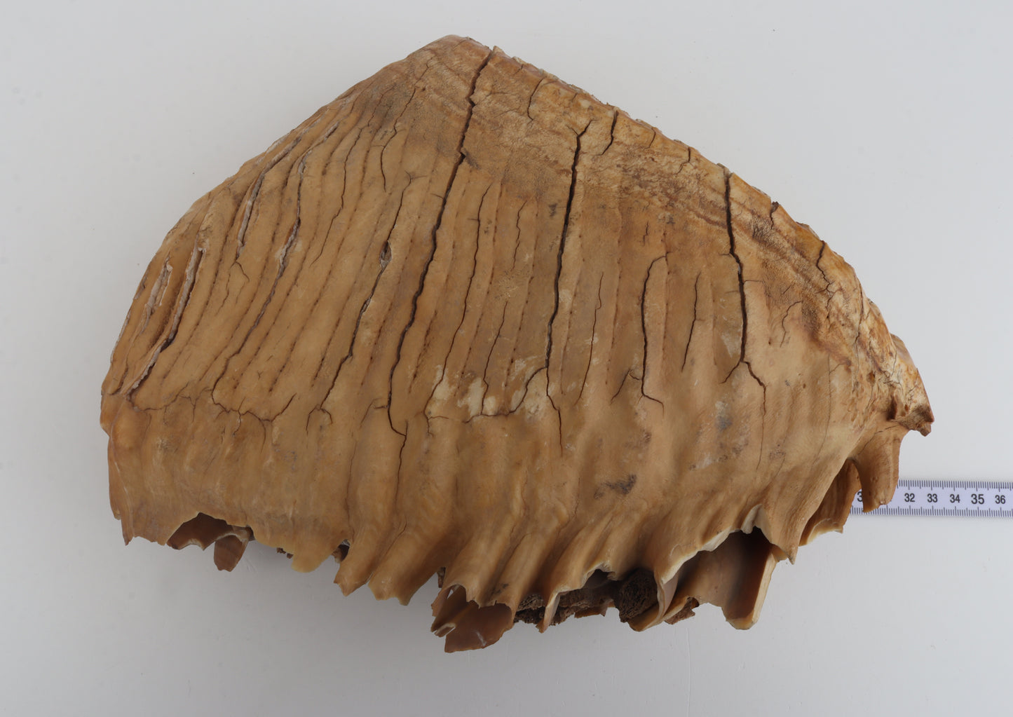 Natural woolly mammoth tooth