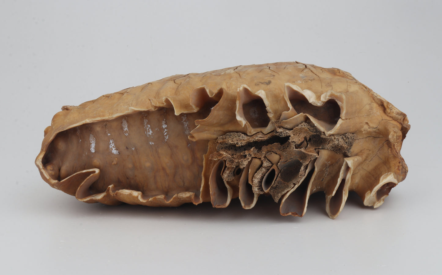 Natural woolly mammoth tooth