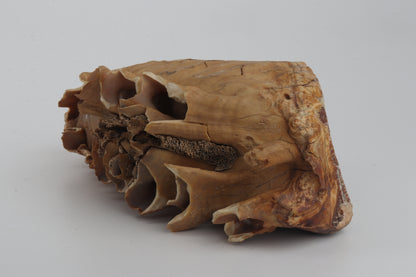 Natural woolly mammoth tooth