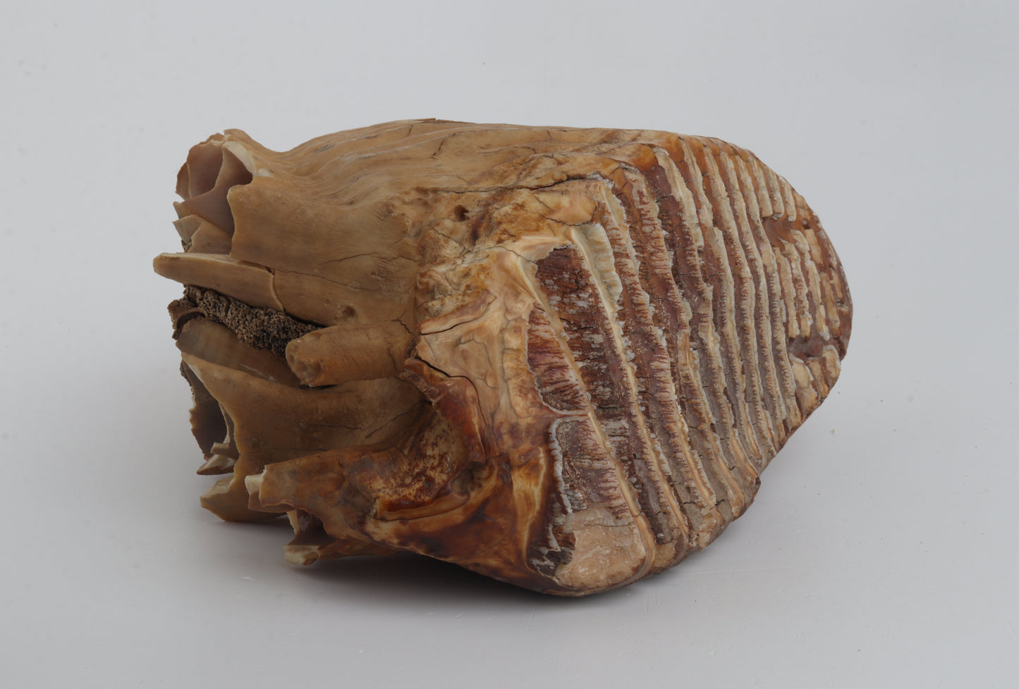 Natural woolly mammoth tooth
