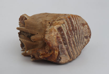 Natural woolly mammoth tooth