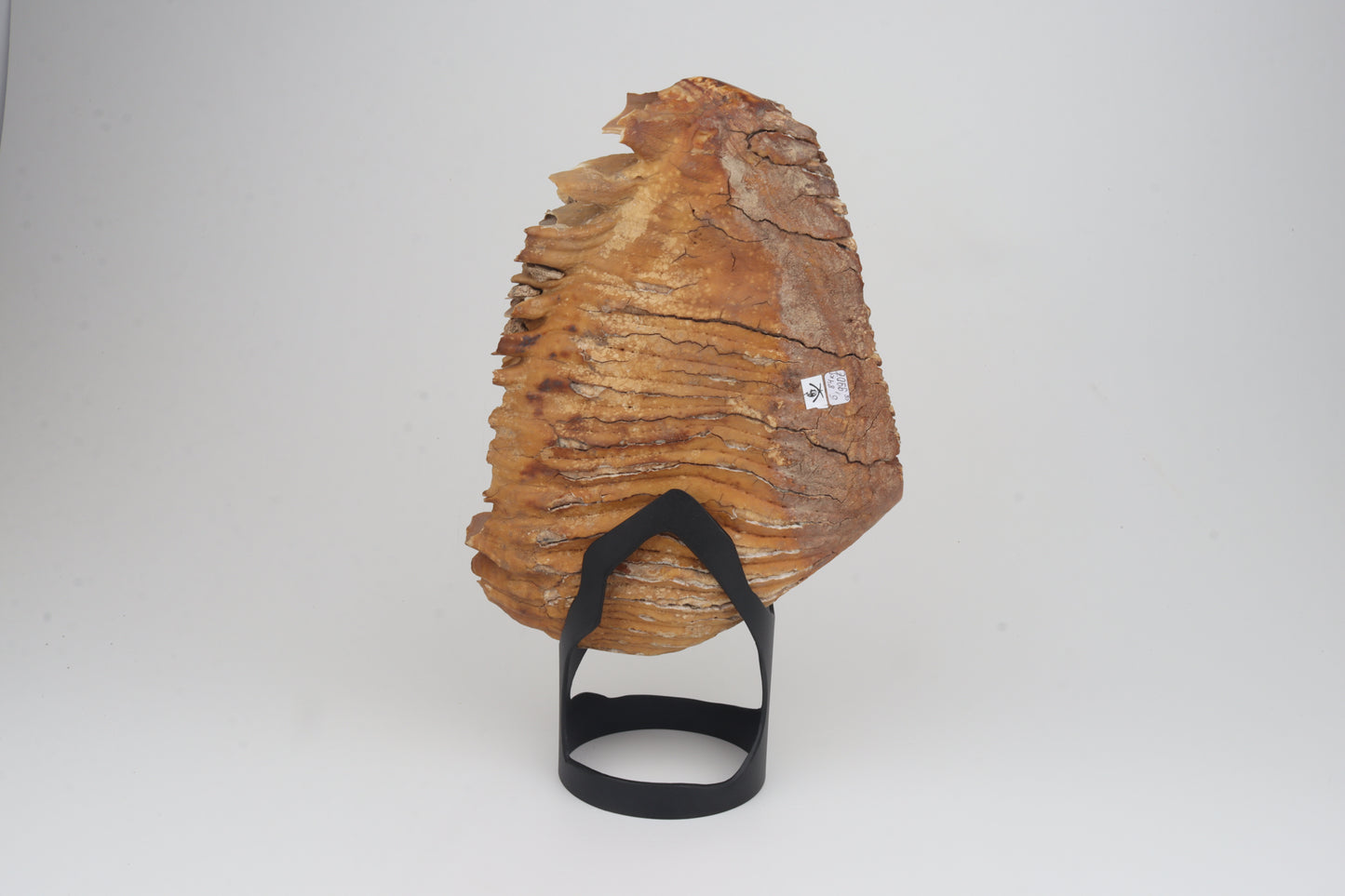 Natural woolly mammoth tooth