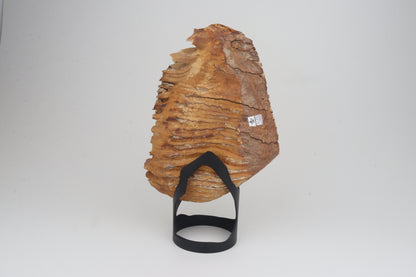 Natural woolly mammoth tooth