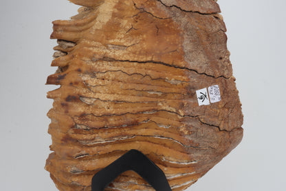 Natural woolly mammoth tooth