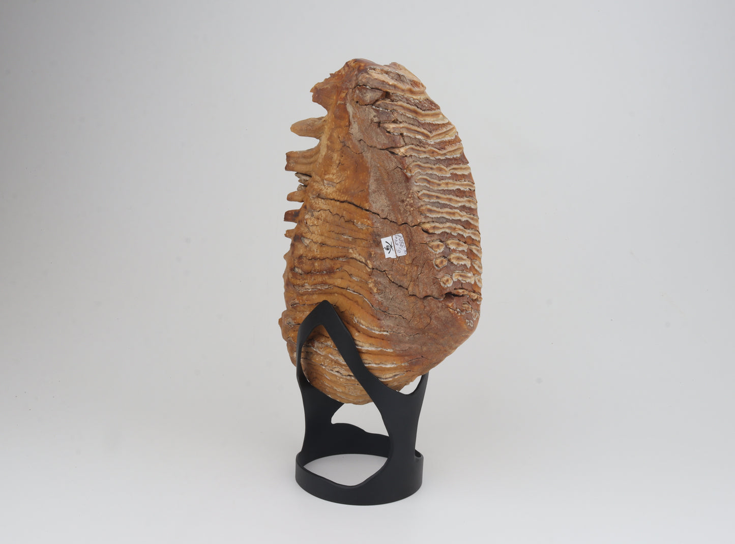 Natural woolly mammoth tooth