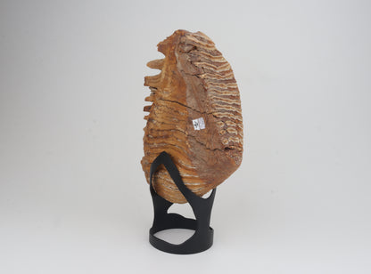Natural woolly mammoth tooth