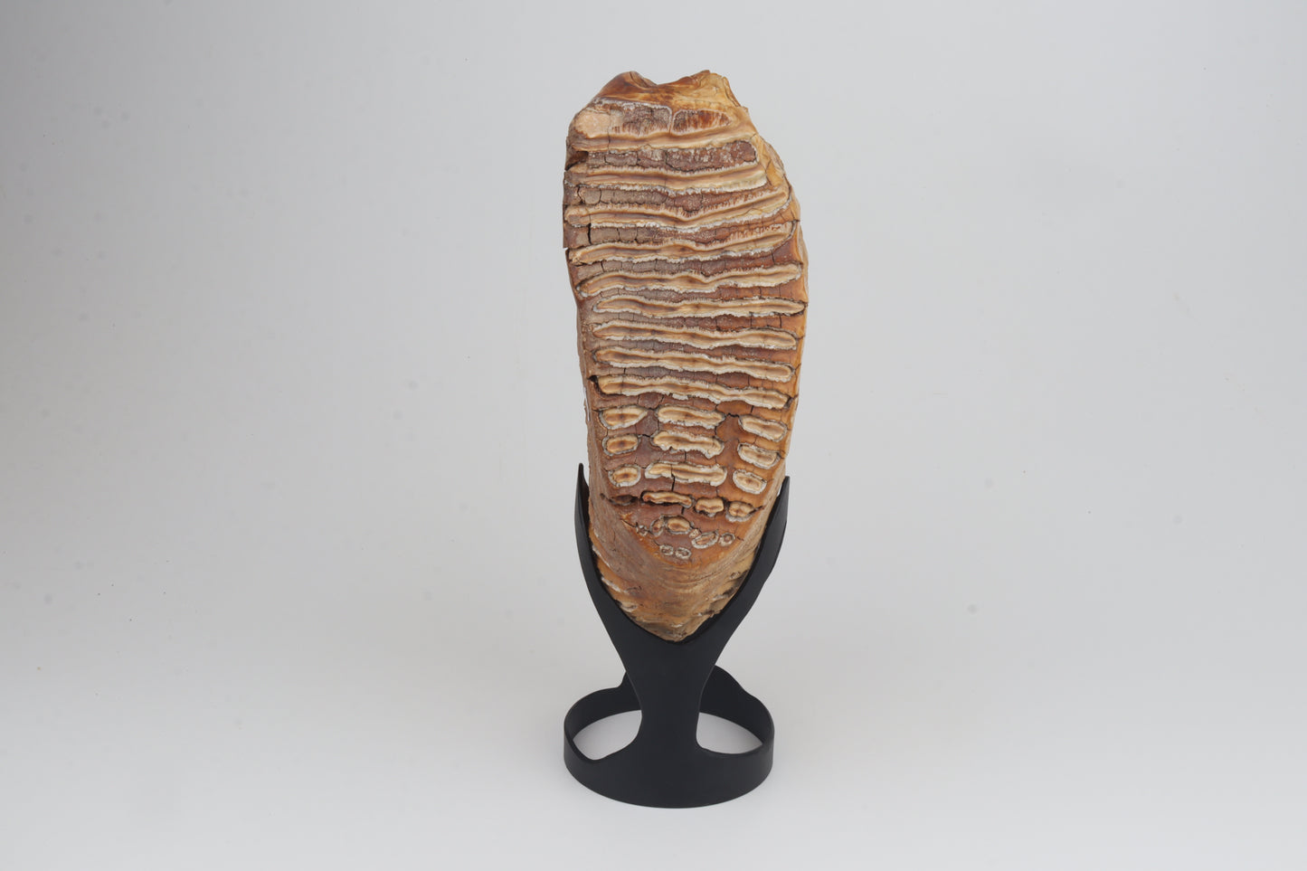 Natural woolly mammoth tooth