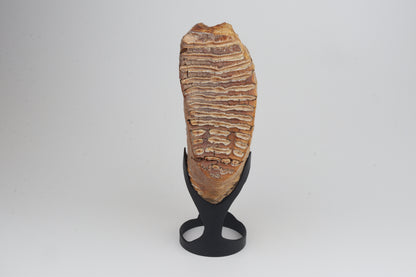 Natural woolly mammoth tooth