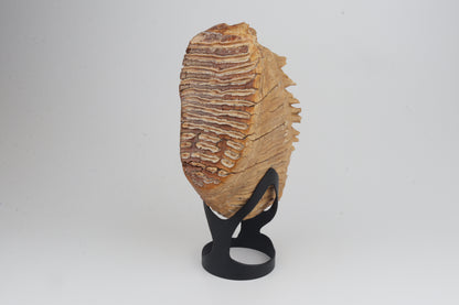 Natural woolly mammoth tooth