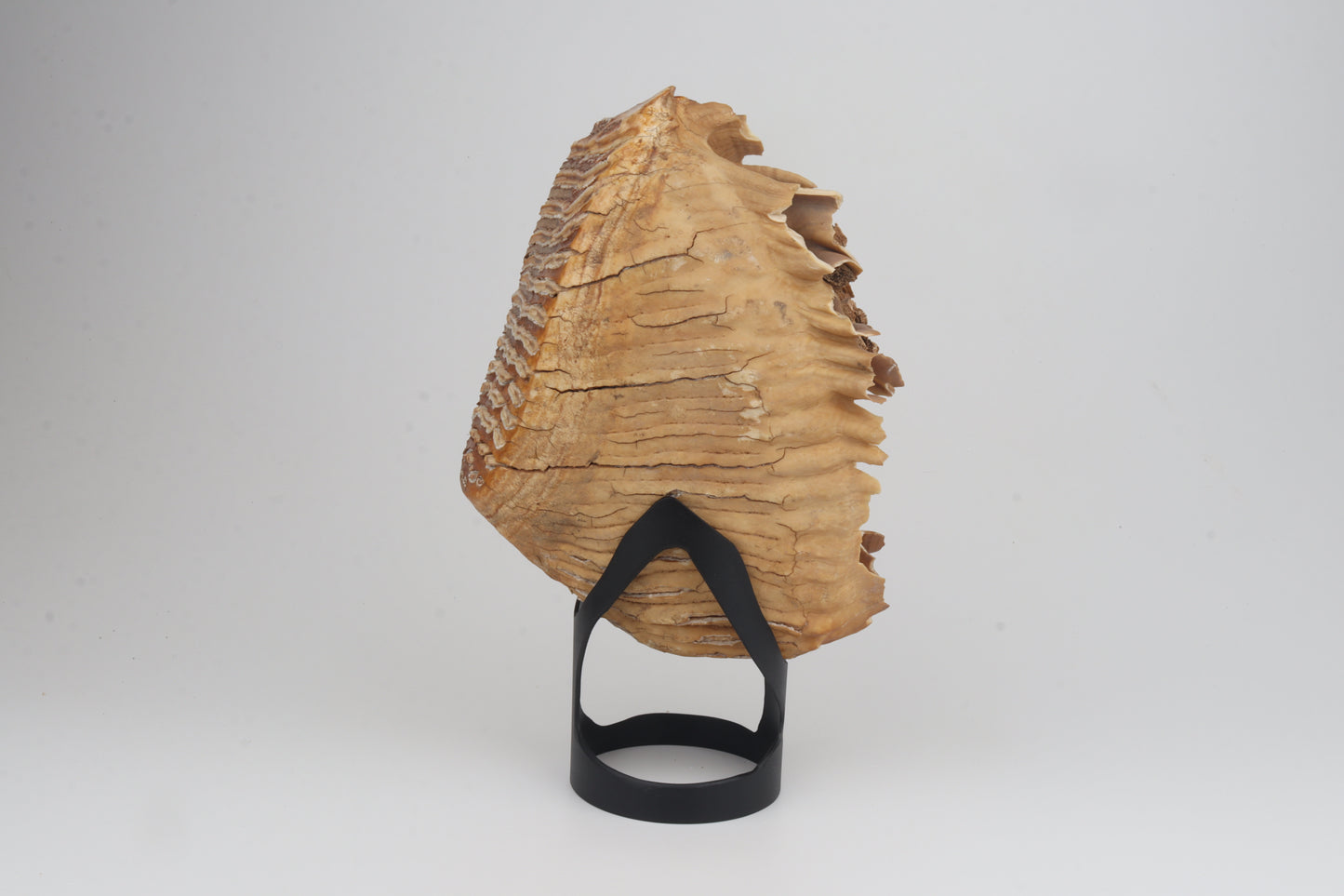 Natural woolly mammoth tooth
