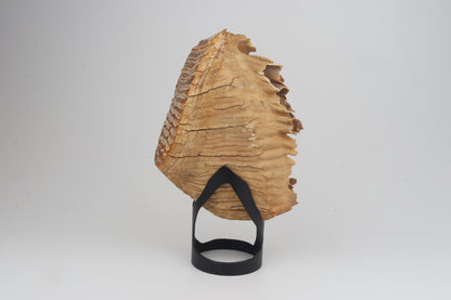 Natural woolly mammoth tooth