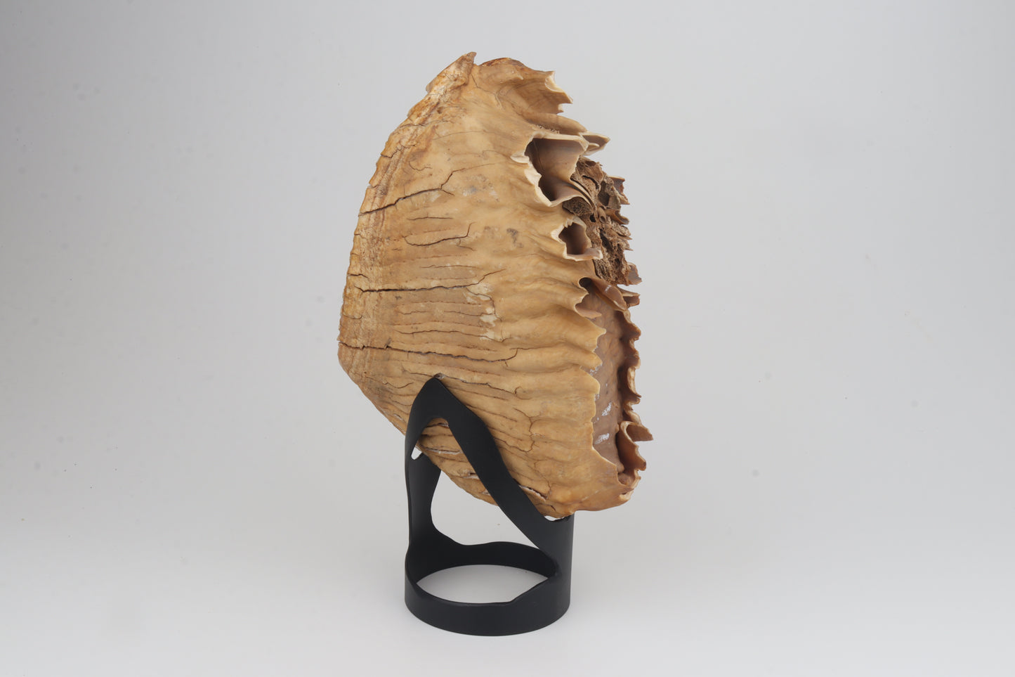 Natural woolly mammoth tooth