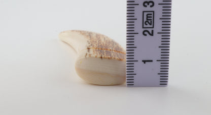 Carved mammoth ivory pendant