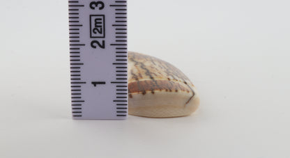 Carved mammoth ivory pendant