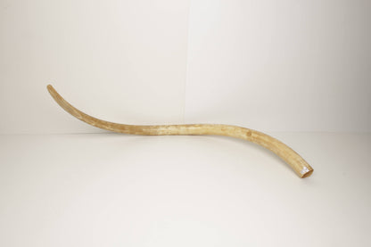 Natural woolly mammoth tusk