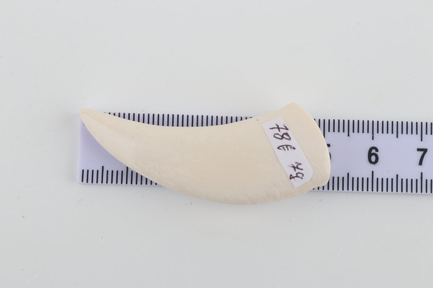 Carved Mammoth Ivory Tusk Amulet