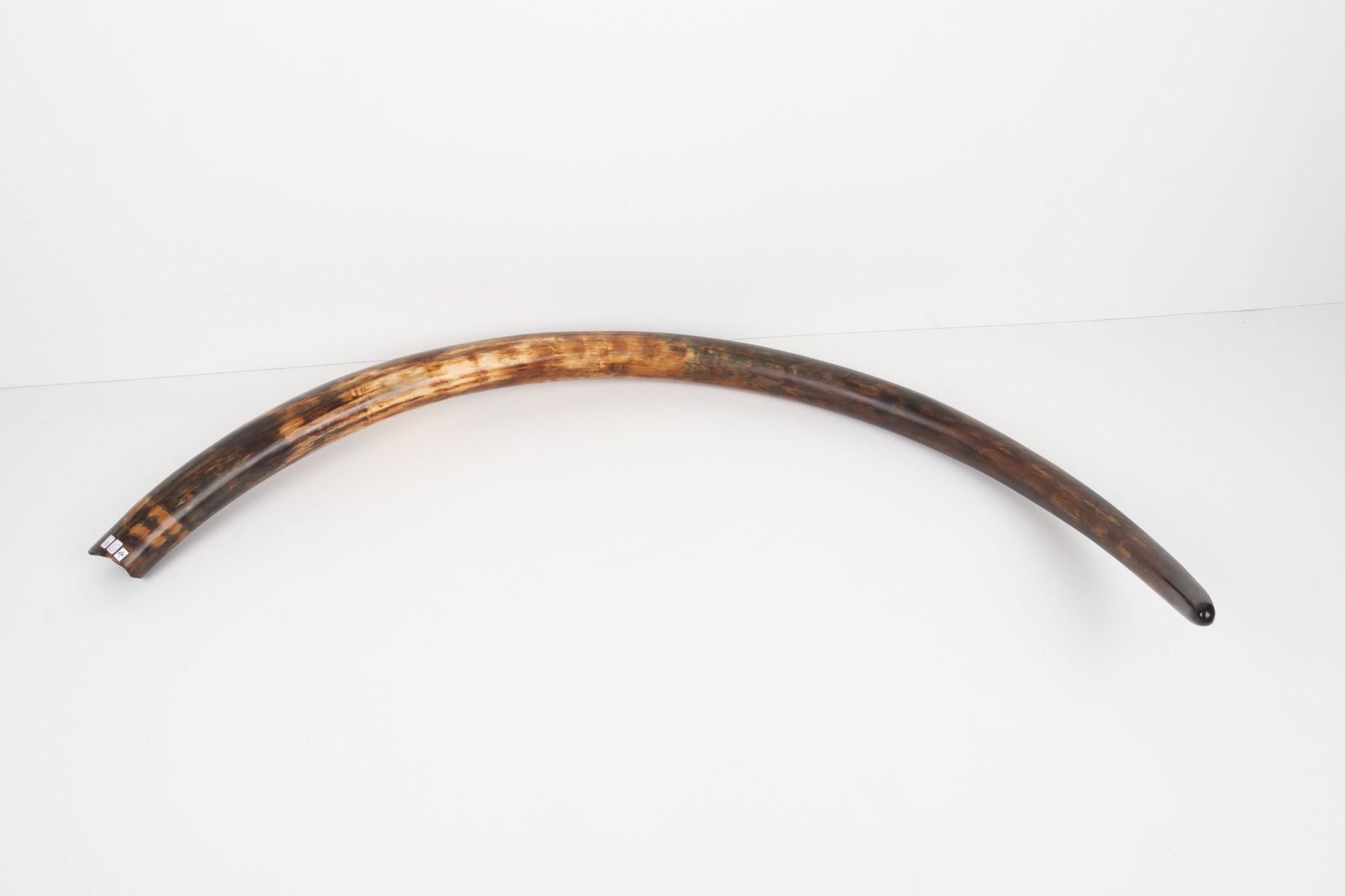 Restored woolly mammoth tusk