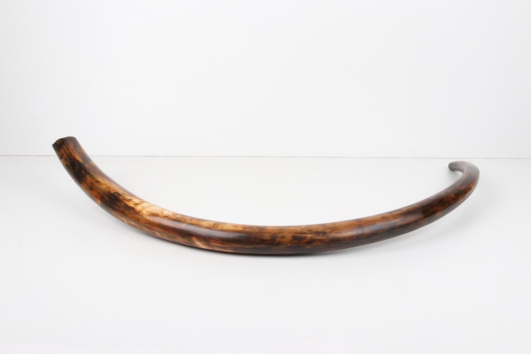 Restored woolly mammoth tusk