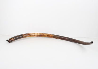 Restored woolly mammoth tusk
