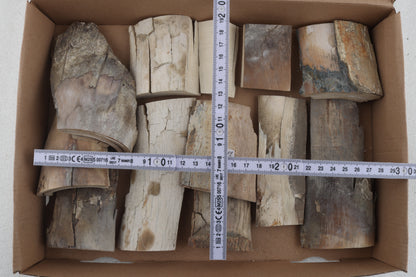 Untreated mammoth ivory pieces