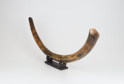Restored woolly mammoth tusk