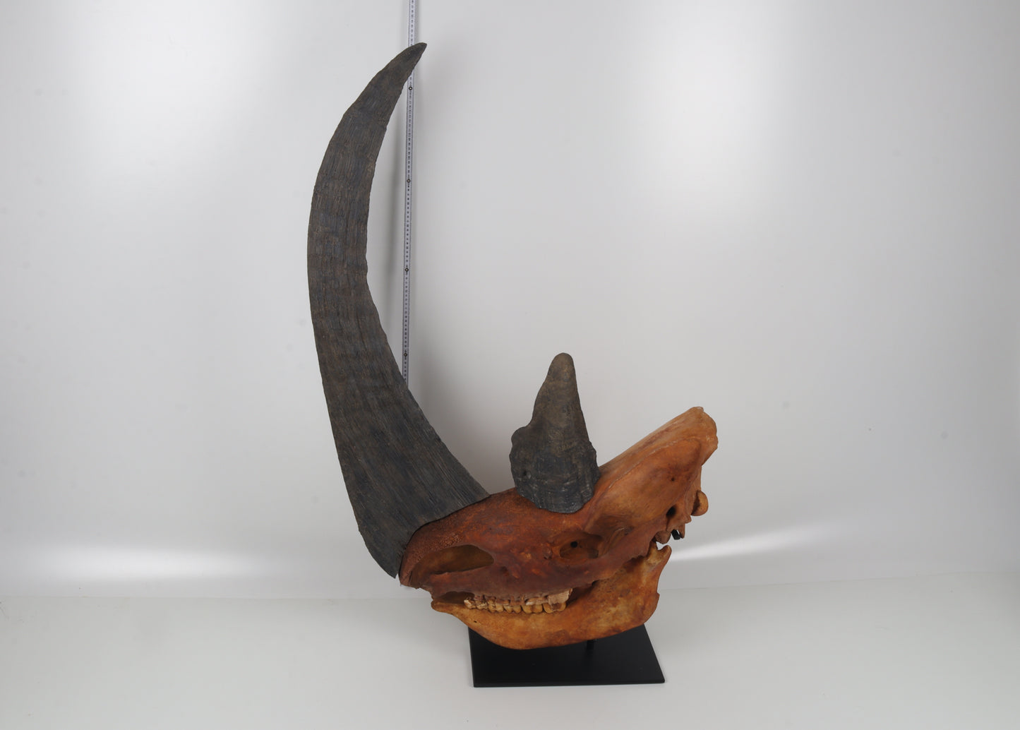 Natural woolly rhinoceros skull