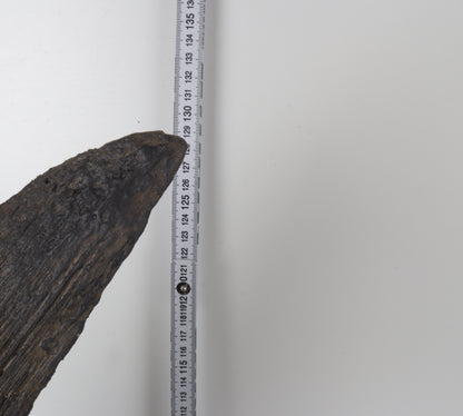 Natural woolly rhinoceros skull