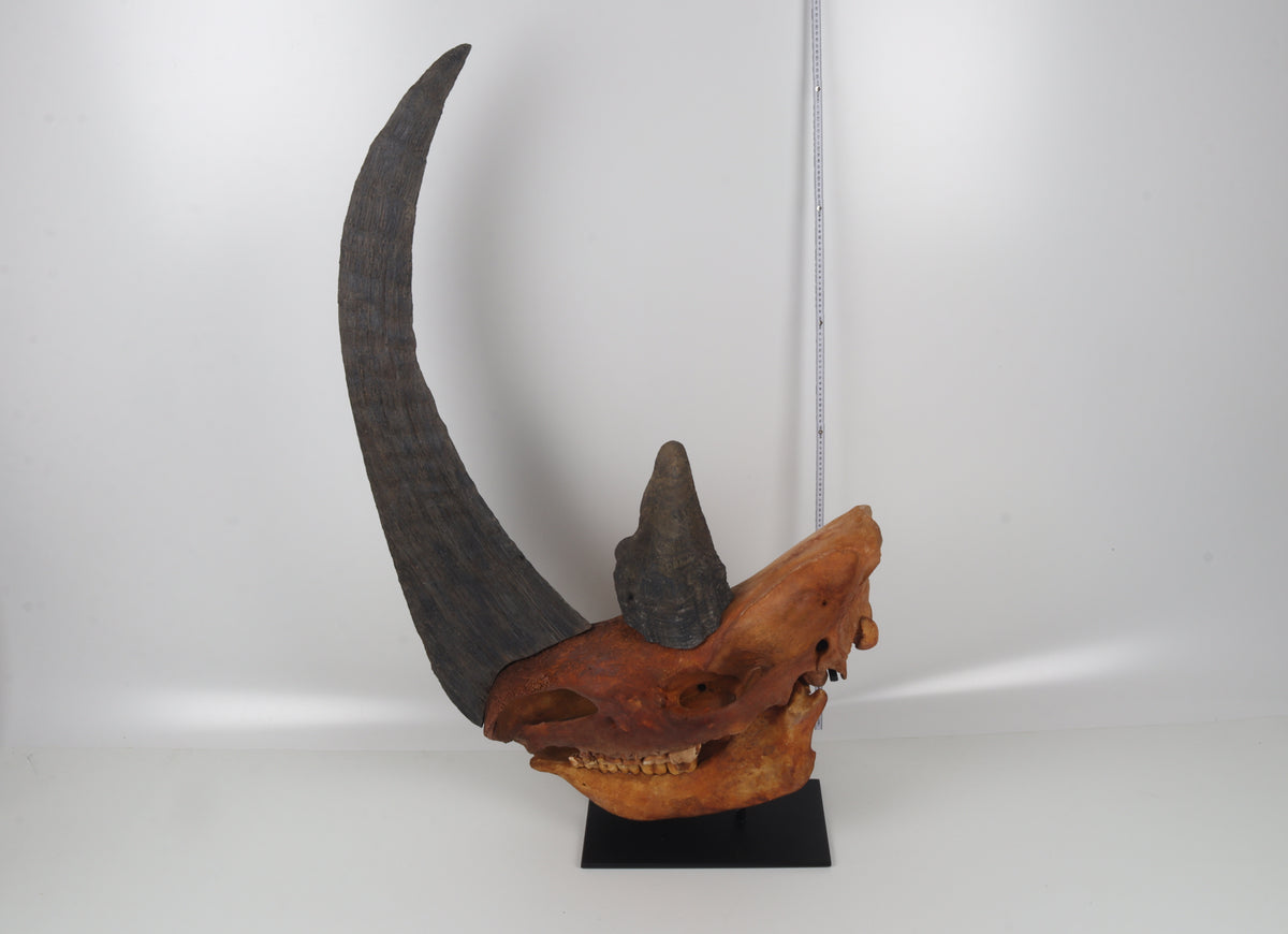 Natural woolly rhinoceros skull