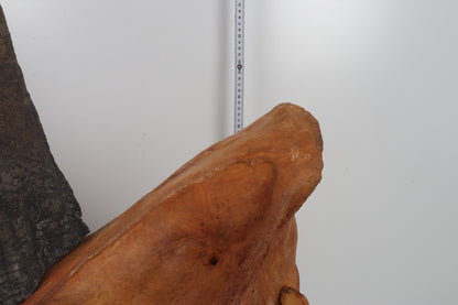 Natural woolly rhinoceros skull